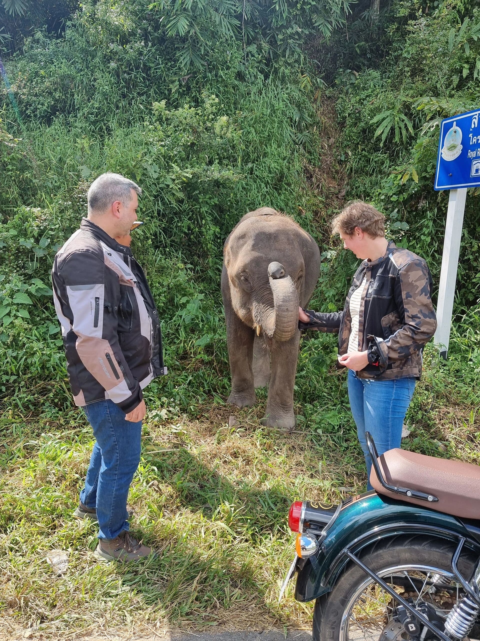 A roadside encounter — and not a rare one