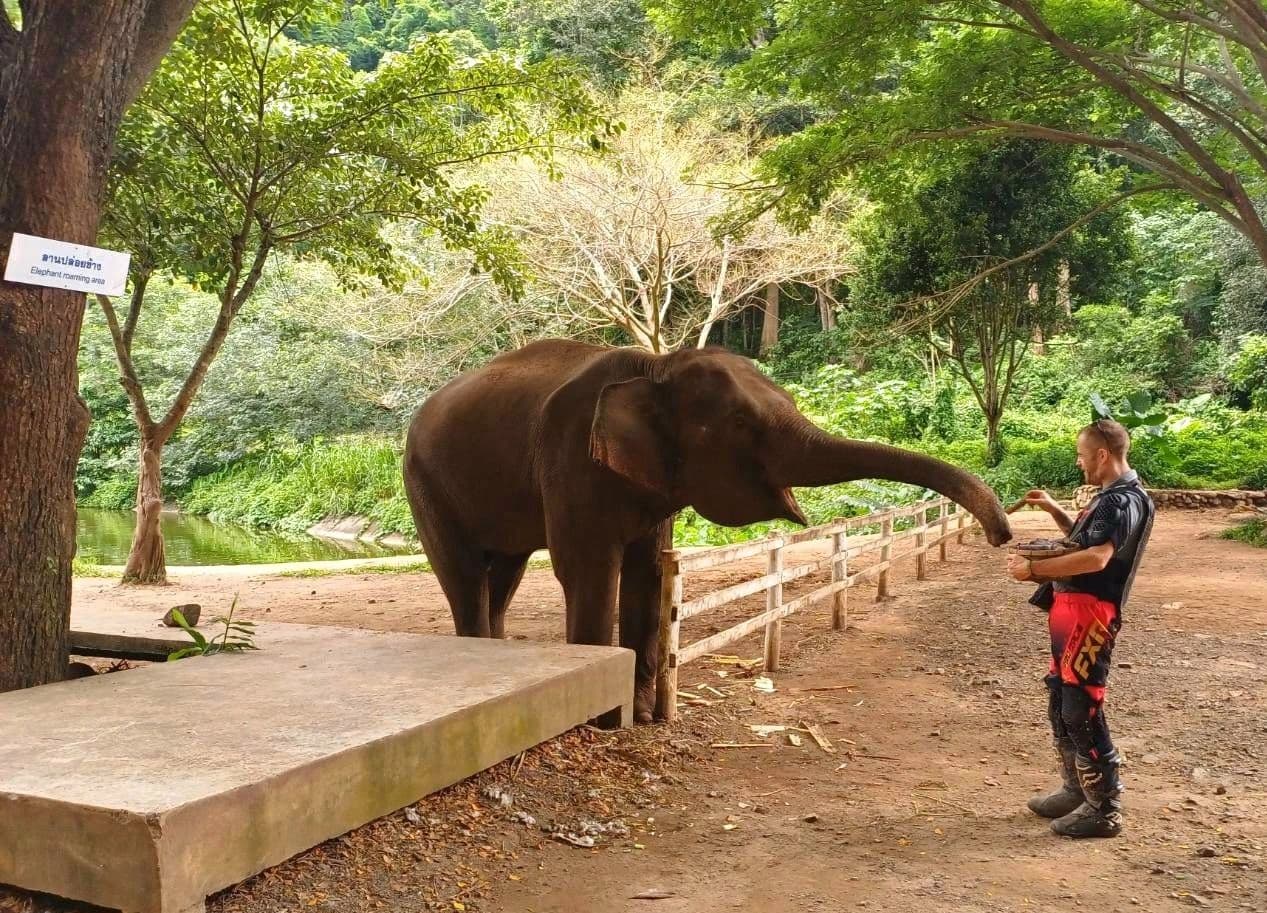 Self-guided NBT rider feeding an elephant at a Chiang Mai sanctuary