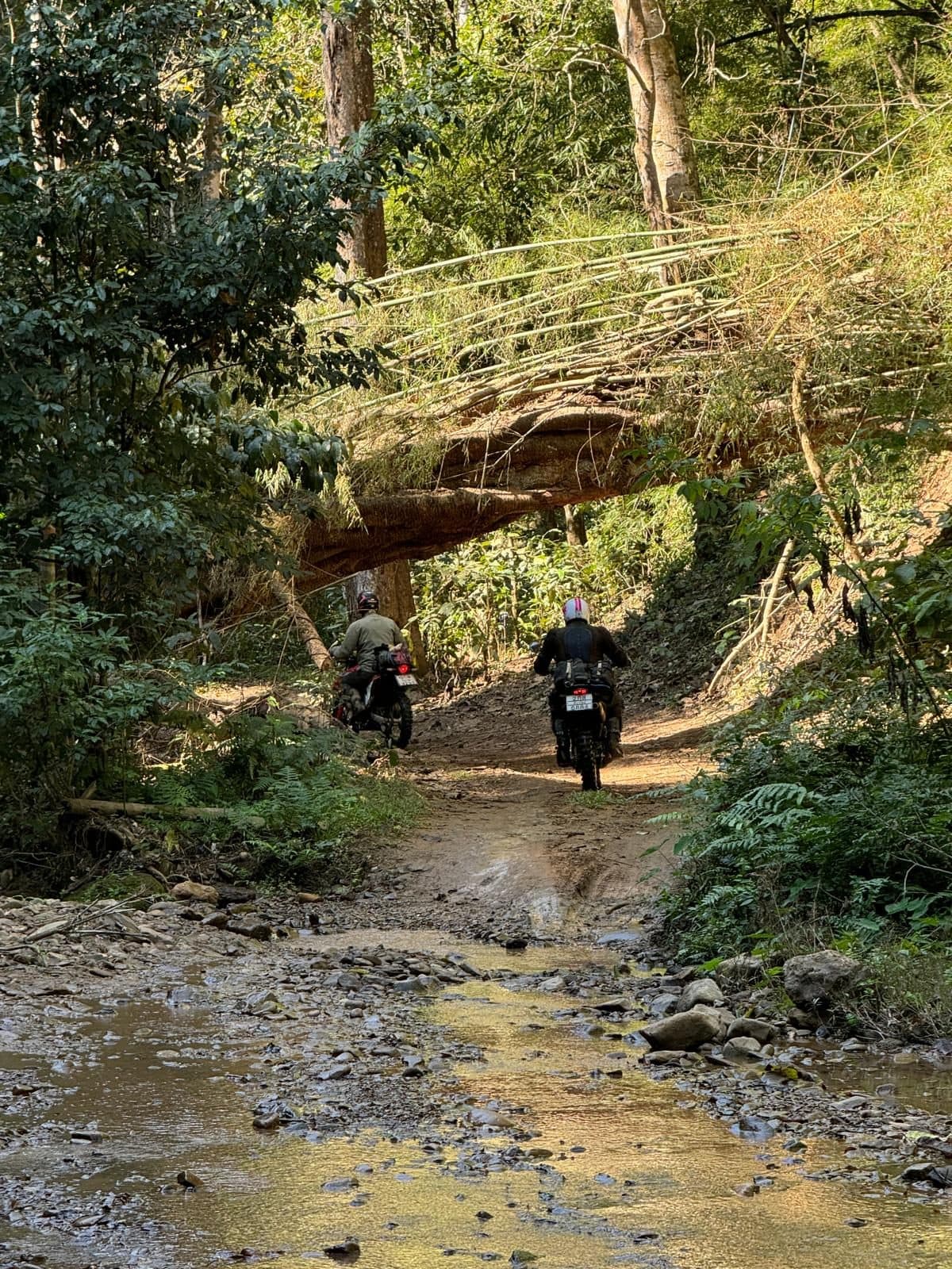 Under the fallen tree, through the stream