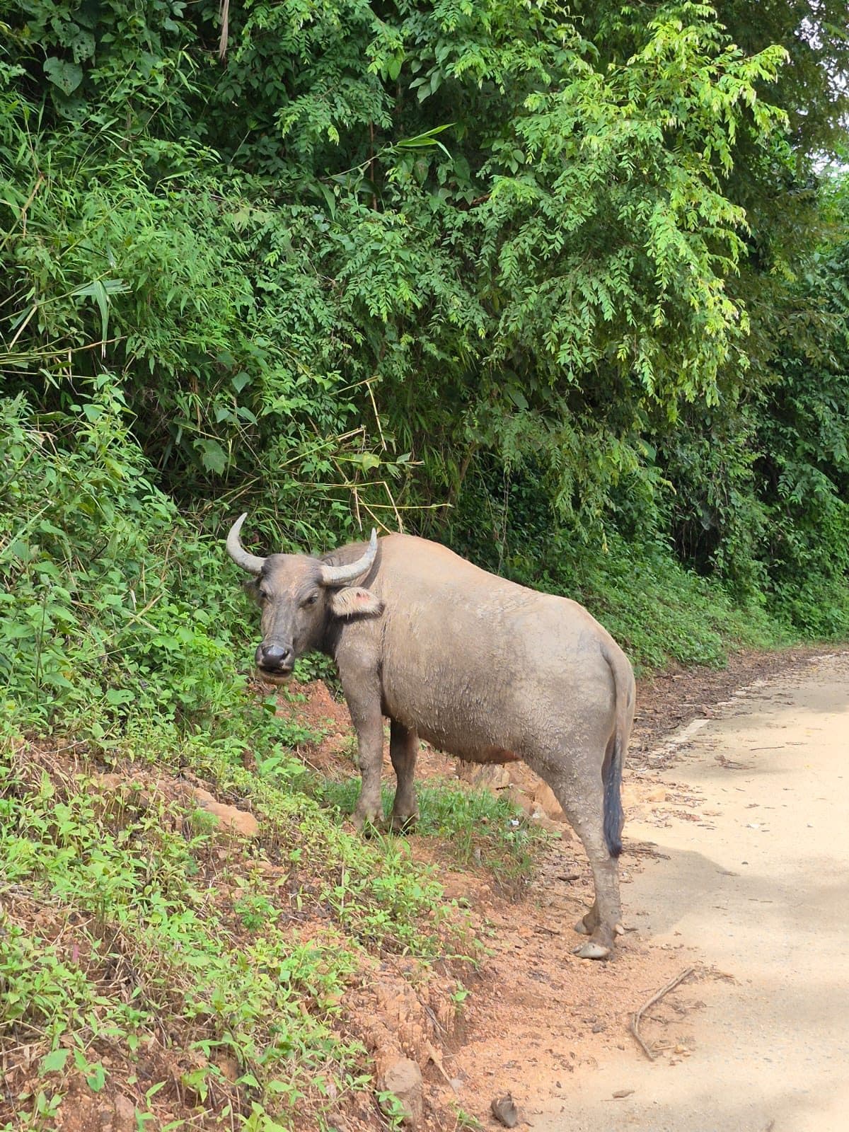 The other kind of roadside encounter
